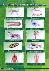 наследование таблица группы крови и резус фактора родителей и детей Nabor Shem Po Biologii Zhivoj Organizm Biologiya Uchitel Biologii Uroki Biologii