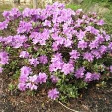 Photo Of The Entire Plant Of Rhododendron Purple Gem Posted By Joy Garden Org