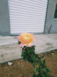 وردة منفردة plants tree blog posts