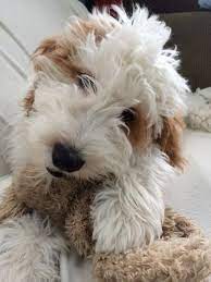 Puppies for sale from dog breeders near dubuque, iowa. Dazzling Doodles Mini Goldendoodles Puppies Dubuque Iowa Goldendoodle Breeders Mini Goldendoodle Breeders Goldendoodle