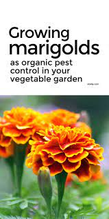 Maybe you would like to learn more about one of these? Growing Marigolds To Control Pests Organically