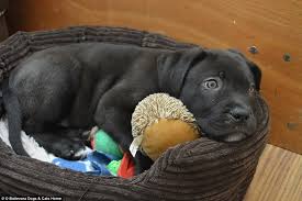 But not every labrador puppy for sale is a great potential pet. Pin On Animal Magic