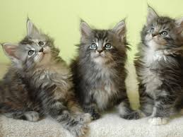 Maine coons are purr fect family members because of their gentle nature, playful personalities, adaptability, and intelligence. Pin On Cats Kittens 2