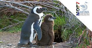 The african penguin (spheniscus demersus), also known as the cape penguin or south african penguin, is a species of penguin confined to southern african waters. Showcasing Action For Aewa Priority Species African Penguin Aewa