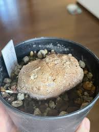 Image result for Eriospermum porphyrium