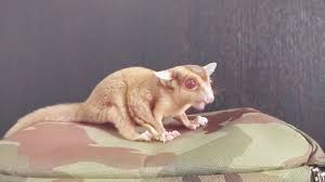 Sugar Glider Caramel Albino Color Youtube