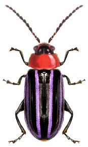 Black Beetle Like Bug In House Disonycha Sp Beetle Insect Beautiful Bugs Beautiful Butterflies