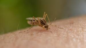 Anllelasagra xxx descriptions from others are accurate, Kim