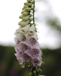 Check spelling or type a new query. 27 Best Deer Resistant Flowers Plants And Shrubs That Work Florgeous