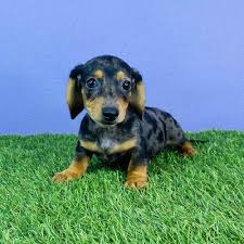 Join millions of people using oodle to find puppies for adoption, dog and puppy listings, and other pets adoption. Dachshund Puppies For Sale Puyallup