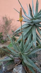 Image result for Aloe aculeata × ortholopha