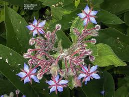 Image result for Boraginaceae