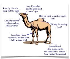 In camels, unlike as in ruminants, only the dorsal parts of c1 and c2 are. 19 Unique Camel Labelled Diagram