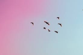 Whether you enjoy owning pet birds or observing these feathered creatures in the wild, you'll love this collection of positive quotes. 55 Beautiful Bird Quotes For Nature Lovers By Kidadl