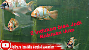 Tidak hanya itu, namun di beberapa daerah, ikan sapu sapu juga menjadi salah satu jenis ikan yang sering dikonsumsi. Pelihara Ikan Nila Merah Di Akuarium Luar Rumah Kok Bisa Youtube