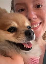 Missing dog sandy colored red collar #378