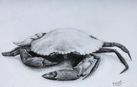 Draw four legs on one side of the body. Realistic King Crab Drawing Novocom Top
