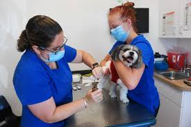 Both veterinarians were very empathetic, attentive and followed up even when i wasn't expecting them to. Coronavirus In Florida Animal Hospitals Changing Way They Care For Pets