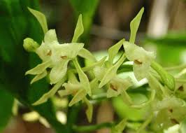 Image result for Corymborkis