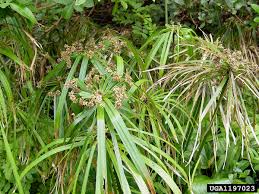 Image result for Cyperus kipasensis