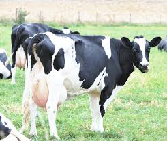 Maka secara otomatis foto akan menjadi hitam putih seperti terlihat pada gambar paling atas. 6 Baka Lembu Tenusu Di Malaysia Huraian Serta Gambar