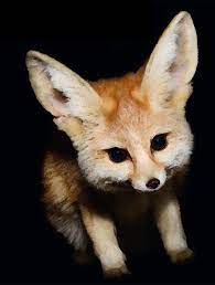 Maybe you would like to learn more about one of these? Nocturnal Animal Sounds Sboard Pro For Android Apk Download