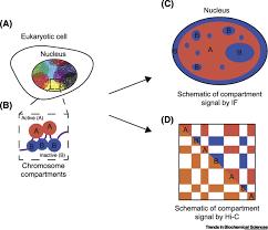 Check spelling or type a new query. Mechanisms And Functions Of Chromosome Compartmentalization Trends In Biochemical Sciences