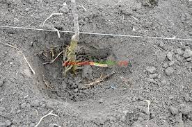 Plantarea pomilor fructiferi perioada optima de plantare a pomilor fructiferi este toamna, incepand cu 15 octombrie si pana la venirea primului inghet. La Ce DistanÅ£Äƒ Se PlanteazÄƒ Pomii Fructiferi Paradis Verde
