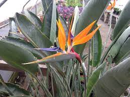 42 homes for sale in long beach, wa. Basket Case Greenhouse Home Facebook