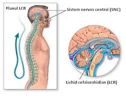 Orice litiază poate fi tratată la ovidius clinical hospital, fiind singurul spital privat din dobrogea care oferă posibilitatea pacienților de a trata litiaza urinară prin ureterorenoscopia flexibilă cu laser, ureterorenoscopie semirigidă, nlp. SclerozÄƒ MultiplÄƒ Leziuni Articulare Cu SclerozÄƒ MultiplÄƒ