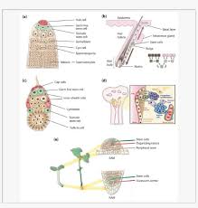 Maybe you would like to learn more about one of these? Examples Of Animal And Plant Stem Cell Niches Plant Stem Cell Png Image Transparent Png Free Download On Seekpng