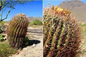 Amid the gathering heat of a spring morning, there's a stillness here in the. Identifying Common Arizona Cacti Prickly Pear Saguaro Jumping Cholla And More Homes For Sale Real Estate In Scottsdale Az Az Golf Homes