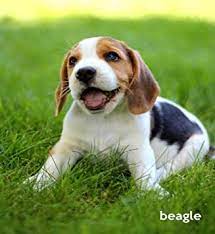 A combination of appropriate size, nice temperament, and the ability to perform many tasks makes the beagle an ideal pet for many different people. Amazon Com Beagle A Gift Journal For People Who Love Dogs Beagle Puppy Edition Todayspetpublishing Office Products