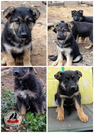 pomogaem informacionno prosba maksimalno rasprostranit informaciyu ishut dom shenki 2 5 mesyaca mama nemeckaya ovcharka pap nemeckaya ovcharka ovcharka shenki