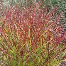 Image result for Panicum merkeri