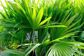 Image result for Tricliceras mossambicense