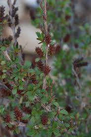 Image result for Myrothamnaceae