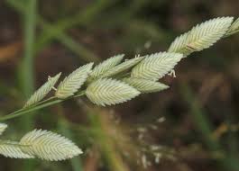 Image result for Eragrostis volkensii