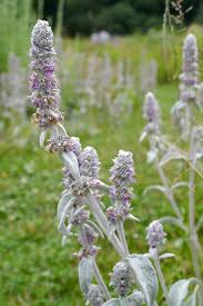 Image result for Maranthes goetzeniana