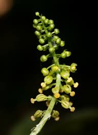 Image result for Dioscoreophyllum