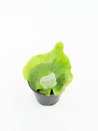 Image result for Platycerium elephantotis