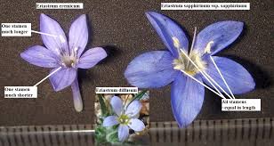 Image result for Polemoniaceae