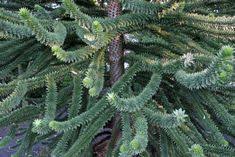 Wie Schuppen Bedecken Die Nadeln Der Andentanne Ihre Aste Vorgarten Pflanzen Kaktus Pflanzen