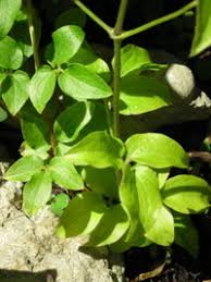 Secure stems to a support or trellis to encourage upward growth. Clematis Wilt What It Is And How To Treat And Prevent It Dave S Garden