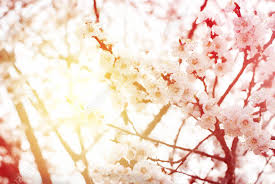 Beautiful White Cherry Blossom In Spring Sunny Day Abstract Stock Photo Picture And Royalty Free Image Image 74767070 Seamless cute lovely pink and white cherry blossom sakura peach plum flower repeat pattern in bright blue background. beautiful white cherry blossom in spring sunny day abstract