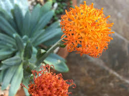 Image result for Kleinia fulgens