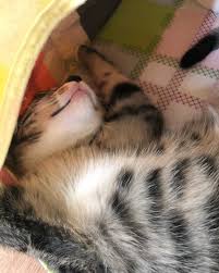Lee know (리노), formerly known as minho (민호) birth name: Lee Know Cats Age
