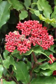 Image result for Usteria guineensis