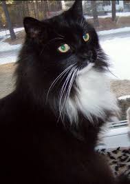 Pin On Siberian Cat