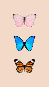 Check spelling or type a new query. Butterfly Wallpaper Pinterest Novocom Top